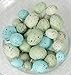 Ten Waterloo Small Artificial Bird Eggs, 36 Pieces, 75 to 1.25 Inches Long, Soft Blue and Green Speckled Eggs, Faux Easter Eggs, Bowl and Vase Filler