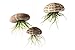 Air Plant Flying Jellyfish School of 3 with 2 oz. Fertilizer