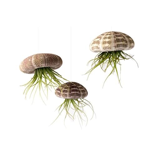 buy trending products on amazon related to Grocery & Gourmet Food huge collection of amazon products that are House Plants, cool items