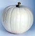 Polar Bear Pumpkin 10 Seeds - Extra Large White Fruit
