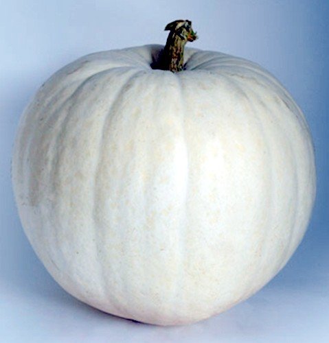 Polar Bear Pumpkin 10 Seeds - Extra Large White Fruit