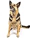Country Brook Petz - Premium Pink Paisley Dog Collar - Paisley Collection with 6 Classy Designs (1 Inch, Large)