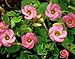 Oxalis Inops 'Depressa' - 15 large - 4/5cm Flower Bulbs