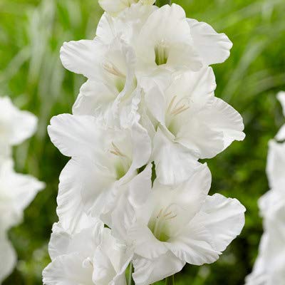 FernsFly IMP. Gladiolus | Gladiola | Gladioli Flower Bulbs Home Outdoor Flowering Gardening Bulbs Blooming planting (Pack of 19 Alaska Gladiolus)