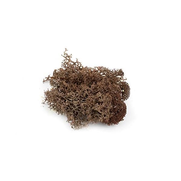 War World Scenics Lichen Flechte Modell Moos Laub Multipacks 3 x 20g (HellgrÃ¼n, DunkelgrÃ¼n, Braun) - Railway Wargame Tabletop GelÃ¤nde Landschaft Baum Busch Hecke Diorama Basing – Bild 5