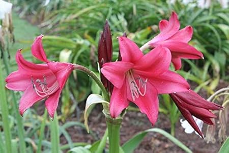 Floriculture Greens IMP. Crinum