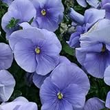 Outsidepride Light Blue Pansy - 1000 Seeds