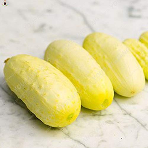 Pinkdose Pepino 100 Unids Plantas Bonsai Huerto En Casa Fruta ...