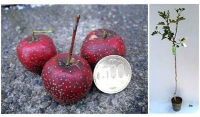 大実サンザシ 大紅4 5号ポット 500円玉大の大実サンザシ