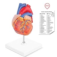 RONTEN Human Heart Model, 2-Part Life Size Anatomically Accurate Numbered Heart Medical Model, Held Together with Magnets on Base