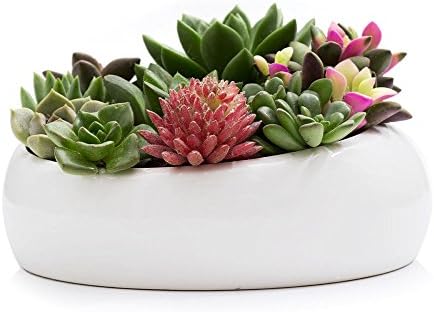 Modern White Ceramic Succulent Planter, Decorative Cactus Flower Pot (Bevel Connection)