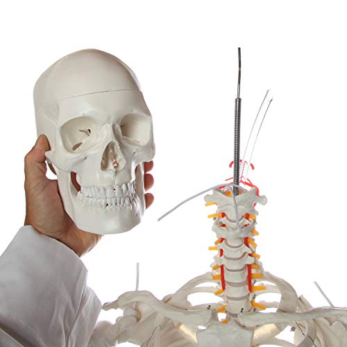 Axis Scientific Flexible Life Size Skeleton Anatomical Model Bundle