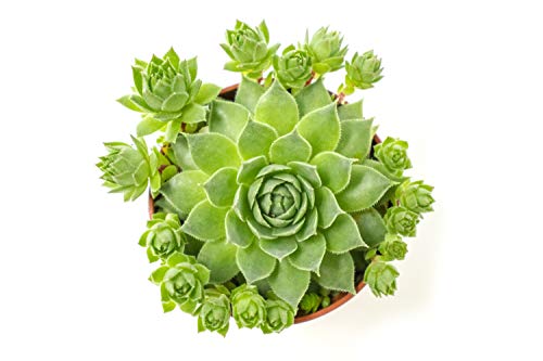 5 Pack+Live+Sempervivum+Houseleek+Geometric+Rosette