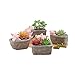Youfui Pig Decor Pot Cute Piggy Succulent Planter Home Desk Office Fairy Garden Decoration Pig Gifts Ideal Gifts for Women, Mom or Birthday Christmas Pig Lovers Gift
