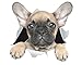 Winston & Bear 3D Dog Stickers - 2 Pack - Cute French Bulldog Sticker for Wall, Fridge, Toilet and More - Retail Packaged