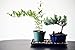 9GreenBox Bonsai Humidity Drip Tray with Pebbles Rocks, 8-Inch x 6-Inch