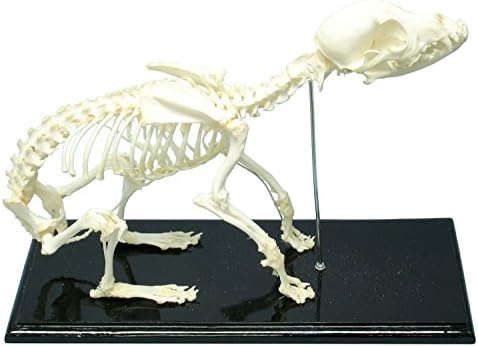 C and A Scientific 51014 Dog Skeleton