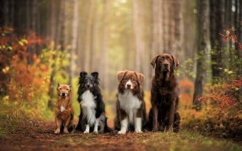 WiHome 5D Diamond Painting Kits for Adults Full Drill Border Collie Dog Embroidery Rhinestone Painting