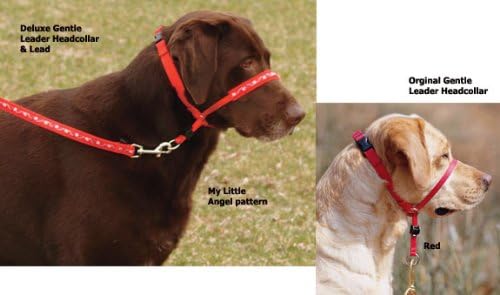 rhodesian ridgeback 4 months old