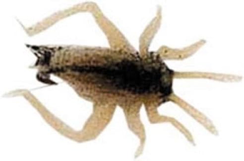 Cricket Bait (2-Pack), Small, Brown