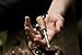 Essentiel B Stärke Ferro Rod Fire Starter with Solid Maple Handle, 6 in 1 Firesteel Multi-Tool Striker, and Mil-Spec 550 Paracord Lanyard | Ferro Rod | Flint and Steel | Firesteel