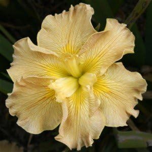 Amazon とっても育てやすく丈夫なアイリス ルイジアナアイリス ハニー ジャンブル 苗 １株 Diy 工具 ガーデン