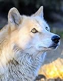 Notebook: Wolf wolves predator animal nature wildlife canine dog dogs wild animals forest snow by Wild Pages Press