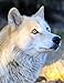Notebook: Wolf wolves predator animal nature wildlife canine dog dogs wild animals forest snow by Wild Pages Press