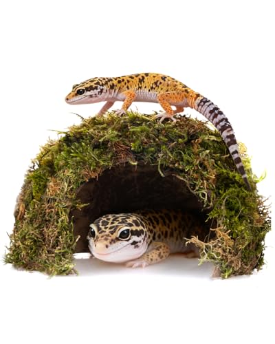 ORBIDYN Natural Dome Reptile Cave