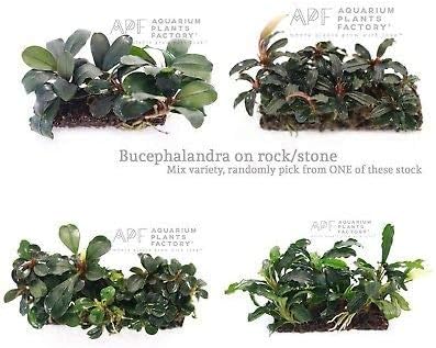 One Bucephalandra Mix Variety on Rock Stone Bucep Buce Rare Live Aquarium Plants
