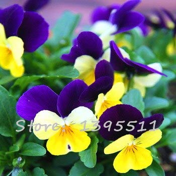 Green Seeds Co 24 Couleurs 50pcs Pack Fleur De Pensée
