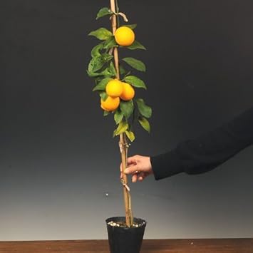 Amazon Co Jp 庭木 レモン 皮が薄い Diy 工具 ガーデン