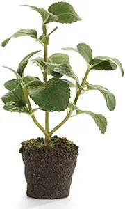 Napa Home & Garden Conservatory Mint HERB Drop-in 8-INCH