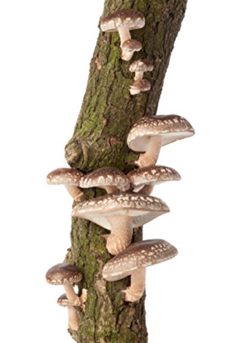 Shiitake Mushroom Mycelium Plug Spawn - 100 Count - Grow Gourmet Mushrooms At Home!