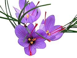 50 Saffron Sativus Crocus Corms - 9 cm. Corms