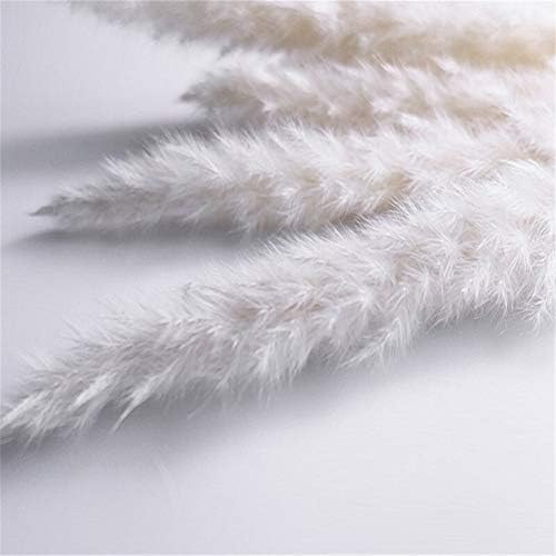 Decoration 15pcs Natural Dried Foxtail Grass Rabbit Dog Tail Grass Dry Bouquet Small Pampas Grass Phragmites Communis Wedding Flower Bunch (Color : 15pcs white)