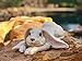 Universal Sculpture Garden Peaceful Lying Down White Garden Rabbit Statue | Super Cutie Lop Garden Bunny Statue | Bunny Statue Decorations | Garden Bunny Outdoor, 11.8