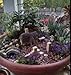 Bliss Fairy Gardens Magical Starter Kit for Her | Indoor or Outdoor (Weather Resistant) | Irresistible Hand-Crafted English Cottage 11 Piece Accessory Collection