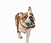 Dog Stocking + Christmas Dog Collar Bundle 4 Interactive Dog Toys Large Holiday Collar Perfect Pet Christmas Gifts