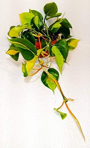 Philodendron Scandens Brasil - 12cm Pot