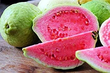 Geoponics Pink Guava 30 Semillas Freh Thi A A En Et Amazon Es Alimentacion Y Bebidas