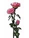 Solaration™ Solar Pink Rose Flower Lights Outdoor Decorative Lights Year-round, Great Gift!