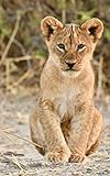 Notebook: Lion Cub 5