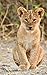 Notebook: Lion Cub 5