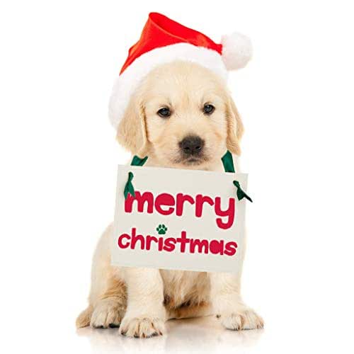 Surpising kids with a puppy for christmas