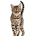 IAMS PURRFECT DELIGHTS Pate Adult Wet Cat Food, Salmon, 3 oz. (Pack of 24)