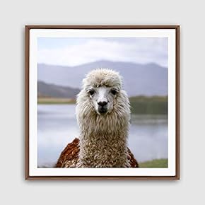 signwin Framed Canvas Wall Art Alpaca Canvas Prints...