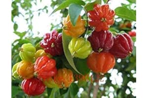 VISTARIC 20pcs Surinam Cherry Seeds, Pitanga Fruit Seeds, Brazilian Cherry(red),Rare Plant for Home & Garden