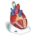 3B Scientific VD253 7 Part Heart Model, 7.9