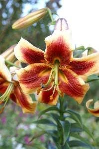 Pre-cooled Lily Robert Swanson 16-18 cm. (10 pack)